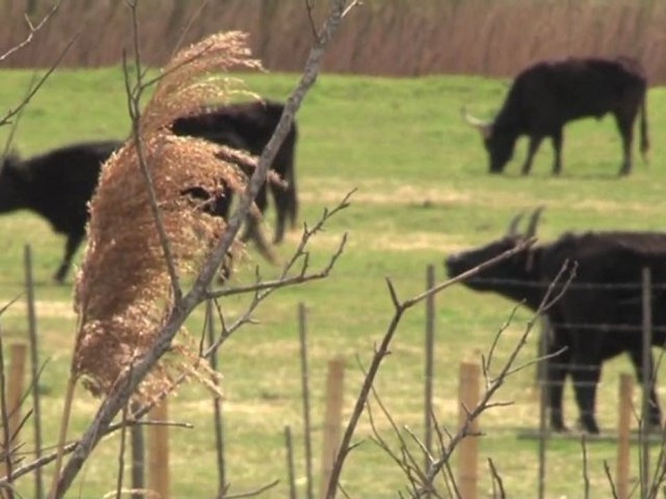 Lutte contre les inondations en Camargue