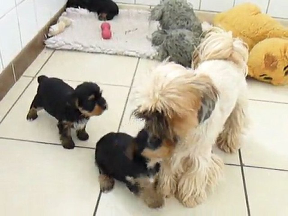 Fievel mâle Shih Tzu est la nounou des bébés York