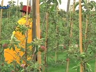 Un concours...de labour! (Strasbourg)