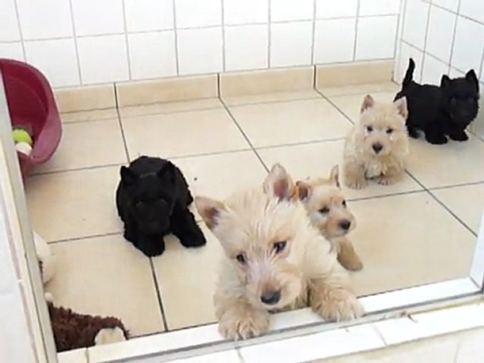 Petits de Nina