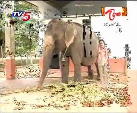 Kshetra Darshini Dwaraka Tirumala Chinnathirupathi Sri Venkateswara Swamy Vari Devasthanam 03