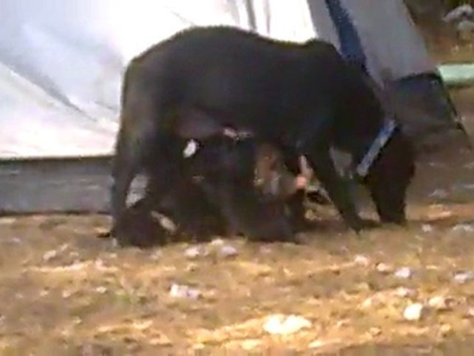 abuu yok böyle ana yüreği 7 tane yavrusunu emziren anne köpek ve deniz tabii :))