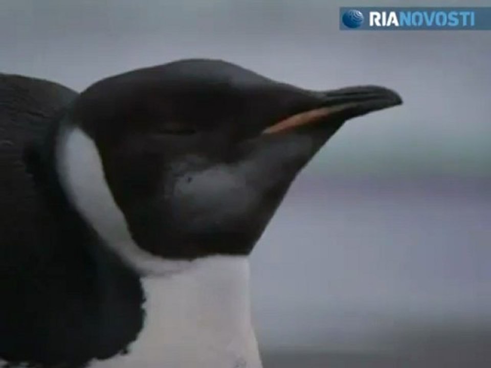 Un manchot empereur débarque par erreur en Nouvelle-Zélande