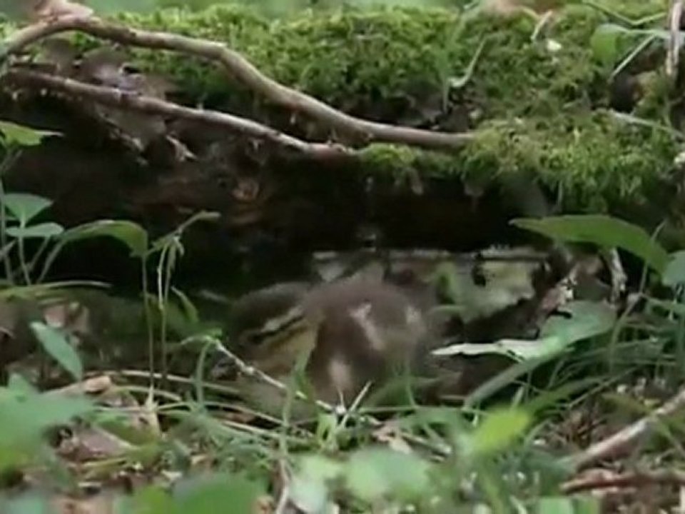 Planète Terre - 09l11 - Les saisons en forêt