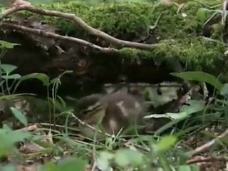Planète Terre - 09l11 - Les saisons en forêt