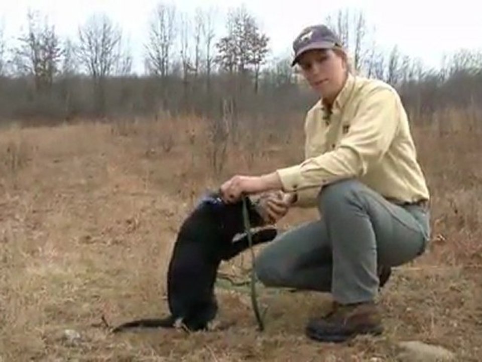 AV KÖPEĞİ EĞİTİMİ Durustavcı.com Yavruya Aport Eğitimi