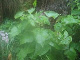 Le jardin d'Emilie -20