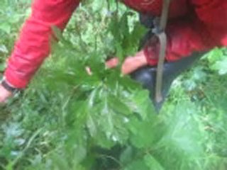 Le jardin d'Emilie- 21