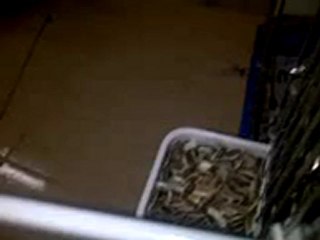 كاسكو هولندي محجل فرخ + بادجي مفرخ