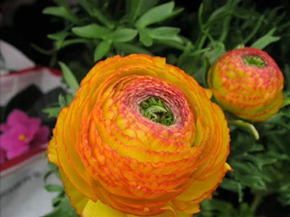 Jacques Petroff-Dein ist mein ganzes Herz-Lehar