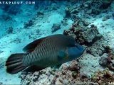 Plongée sous marine à Sharm El Sheik