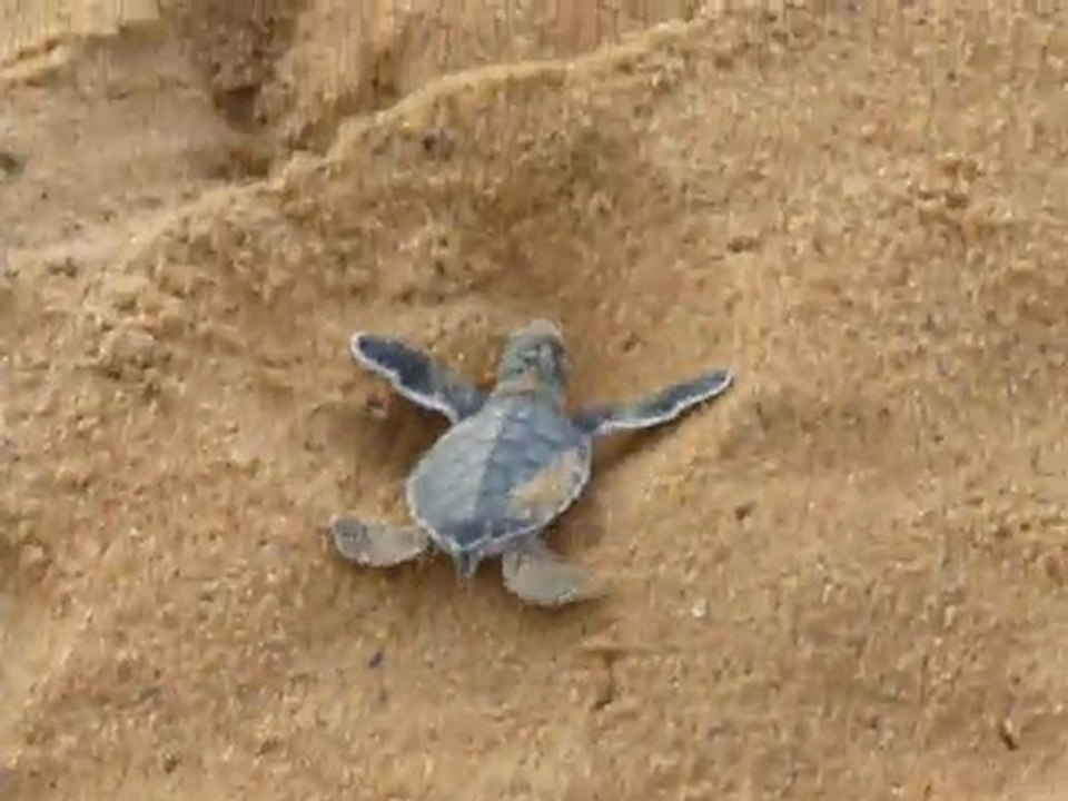 Bébé tortue verte