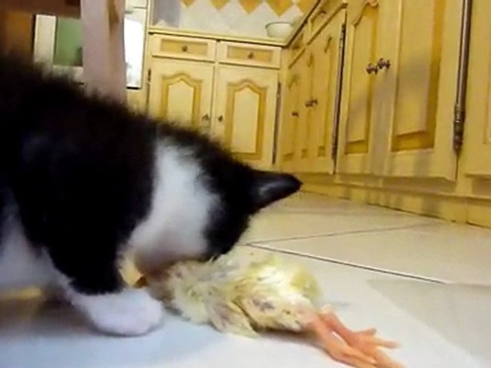 Pingu mange un poussin