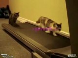 Kediler Koşu Bantında Çok Komikler