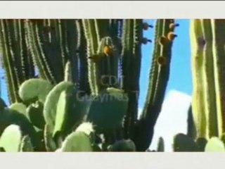 The Offshore Group - Living in Guaymas