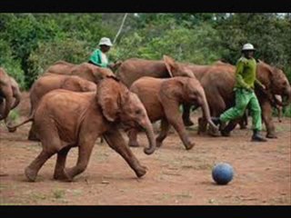 Born to be Wild 3D Watch Online For Free Full Trailer Movie