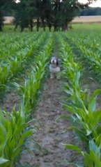 Antek dans un champs de mais