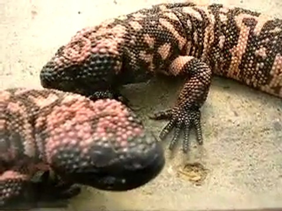 nos_monstres_de_Gila.mp4video