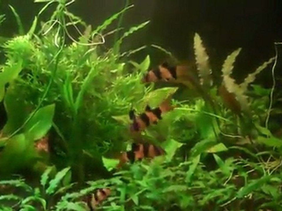 Clown loaches in the planted 220.