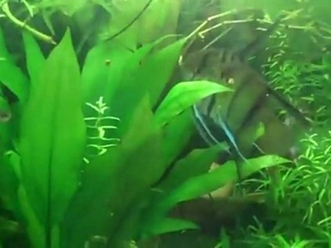 125 planted aquarium Balance in the planted tank