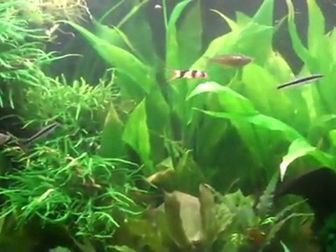 Balance in the Planted tank, #3 Adding new fish