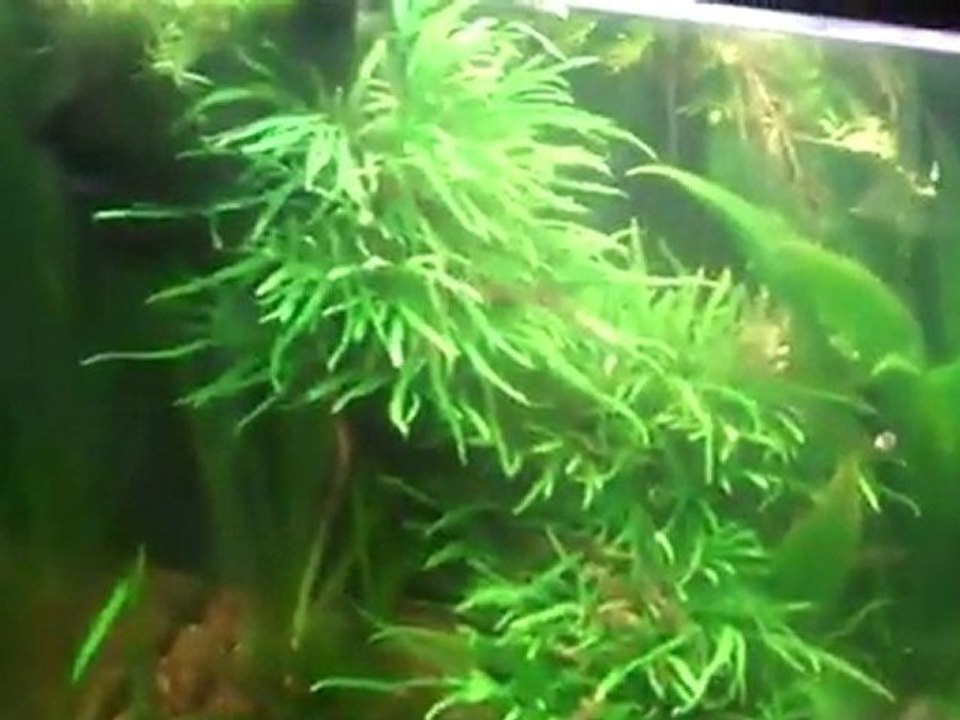 How to cut your Aquarium plants. Trimming your plants ...