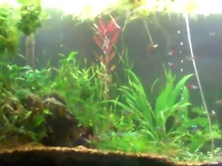 Do you need an airstone in the planted tank? Oxygen in ...