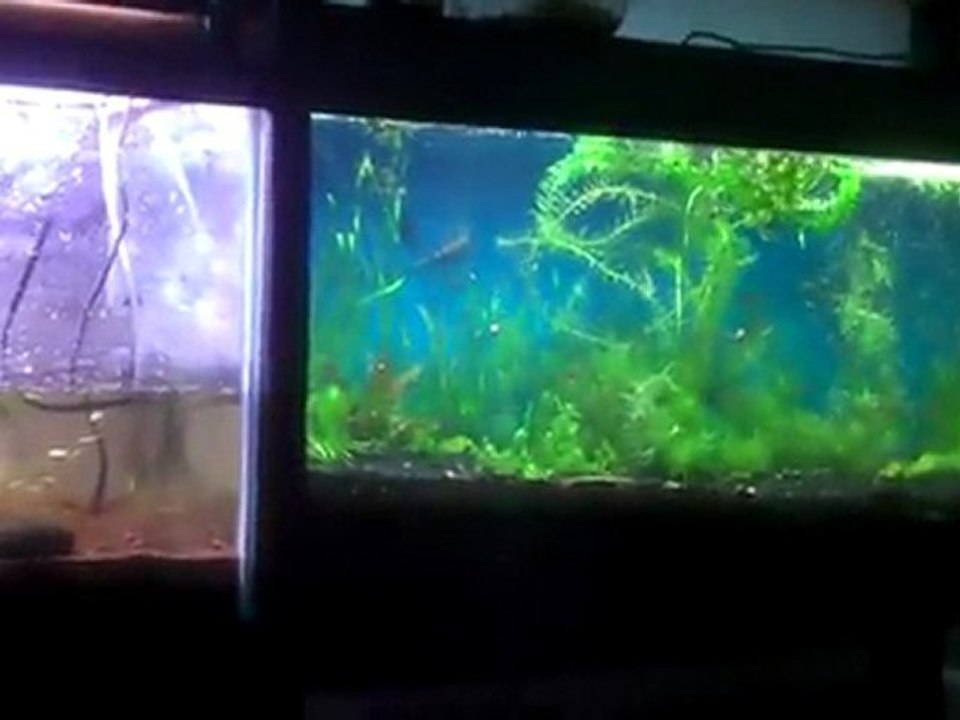 High tech planted tank, using CO2 with plants only. No fish