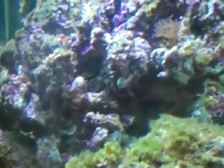 Redoing the Reef, RO filter, calcium I am using