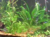 Neon Tetra tank. 90 gallons of only one species...