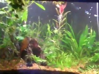 All of my tanks, All cleaned up.