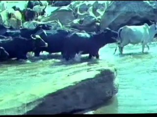 Ghana Ghana Sundara - bhakta tukaram