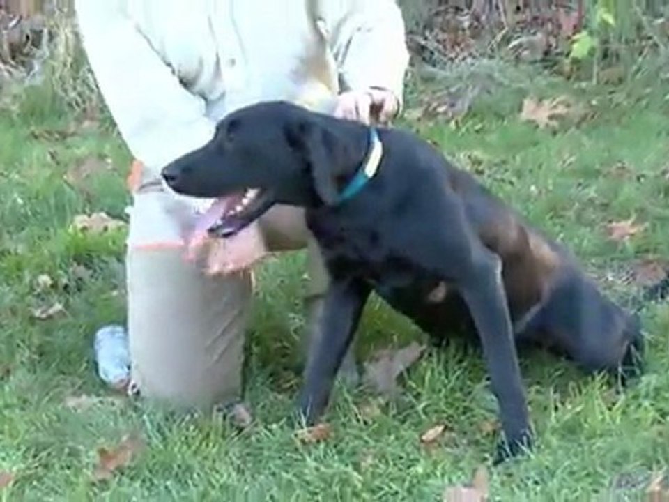 Köpek Bakımı Pratik Bilgiler Durustavcı.com