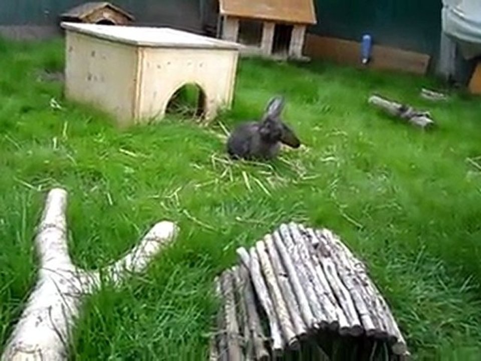 Kaninchen im Tierheim Mentlberg Teil 2