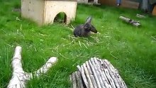 Kaninchen im Tierheim Mentlberg Teil 2