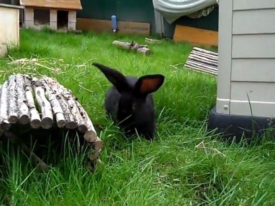 Kaninchen im Tierheim Mentlberg