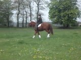 séance galop uno