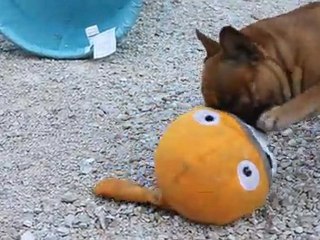 emir le terrible de dalton family passion