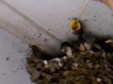 Feeding Swallow Babies