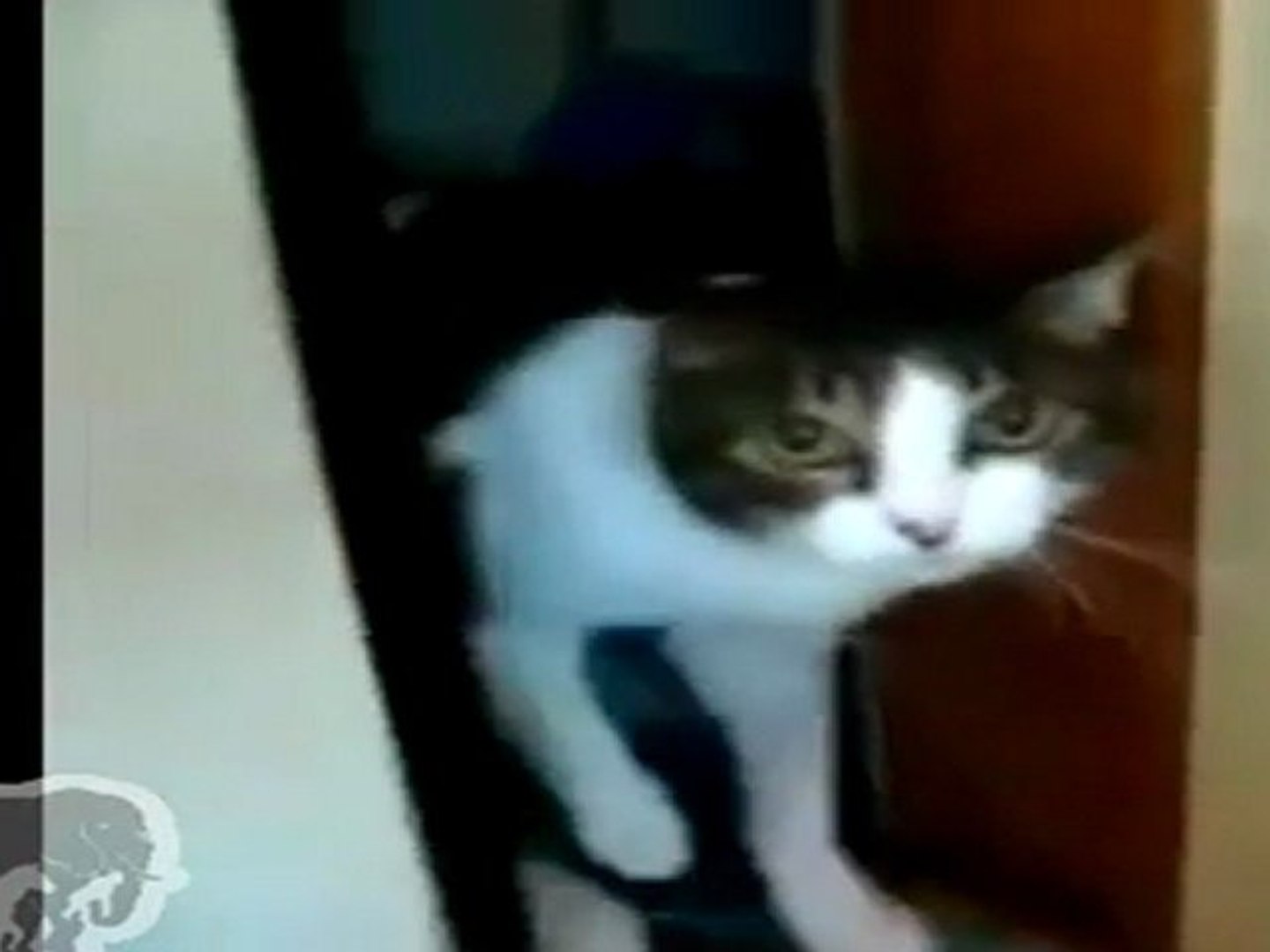⁣chat qui n'aime pas les paparazzi