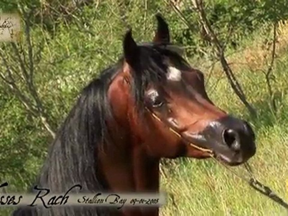 Ulisses Rach