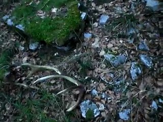 1er bois 2011 ludoman 31/01 (boisdecerfenvercors)