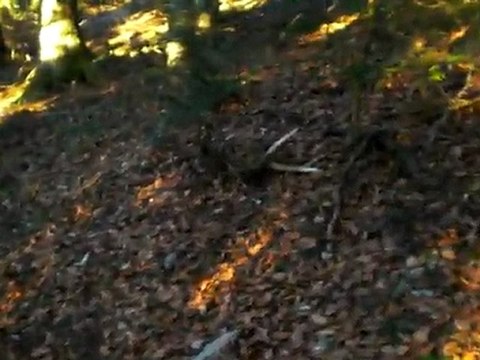 3ème bois 2011 ludoman 07/02 (boisdecerfenvercors)