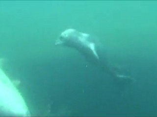 Bébé Phoque né au PAL le 10 juin 2011