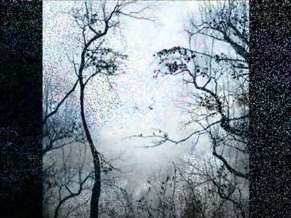 yıldız çam - gine yeşillendi germir bağları