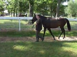 vendange au rappel juin 2011