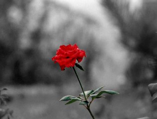 Grup Genç - Gül Dalı