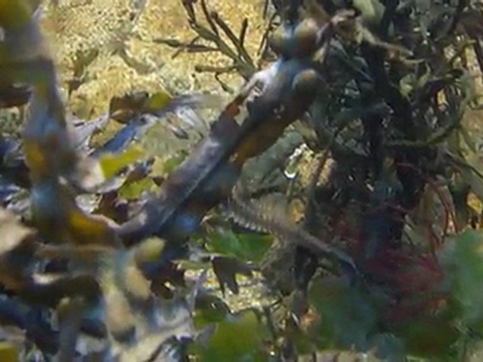 Aquarium de Vannes - Hippocampe