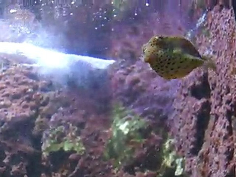 Aquarium de Vannes - Poisson