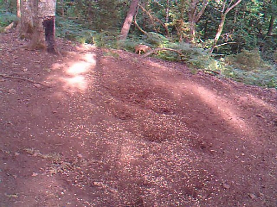 renard